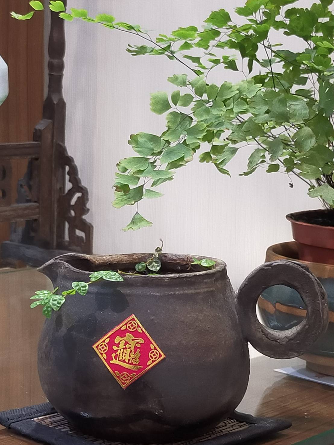小盆栽的分享